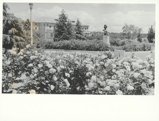 Rose gardens from Albert Hall