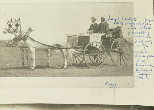 Two white horses pulling a buggy with two men. One man, Joseph Walsh, was a stock inspector who travelled from Nyngan to Canberra. He died early in life and was buried in Cobar.