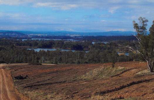 View east from Himalayan Cedar hill, National Arboretum, over Lake Burley Griffin