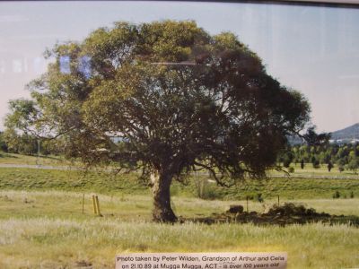 Colour photograph of an old tree on the property Mugga Mugga (Canberra) taken by Peter Wilden