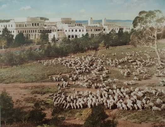 Coloured photograph of old Parliament House with a large flock of sheep in the foreground