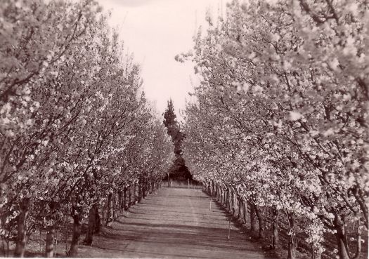 Avenue of blossoms