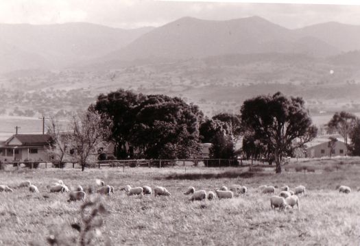 View over Erindale Homestead south west to the mountains. Sheep grazing in the foreground.  Taken from Kambah Road, now Sternberg Crescent, Wanniassa.