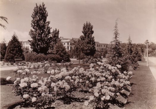 Roses, looking towards West Block