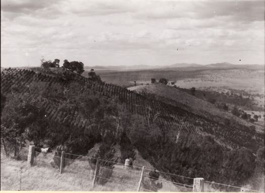 Mt Stromlo with young pine trees taken from a road. The Stromlo pine forests were destroyed in the bushfire of 18 January 2003.