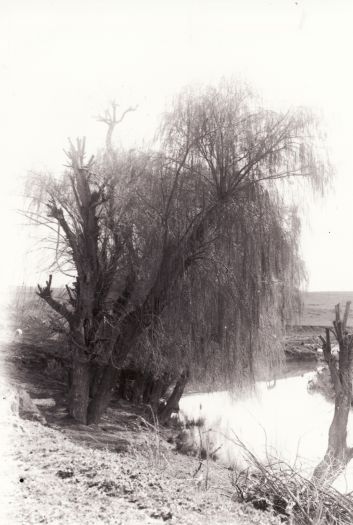 Willow tree on the banks of a river.