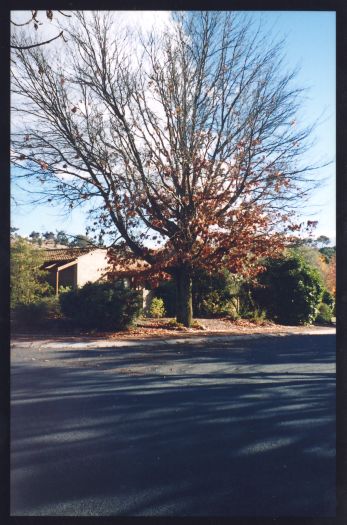 Site of Cooleman Homestead which was owned by Phil Champion. The site is on Bertel Crescent, Chapman.