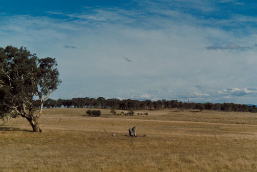 View across paddocks to The Valley from the old Gundaroo Road