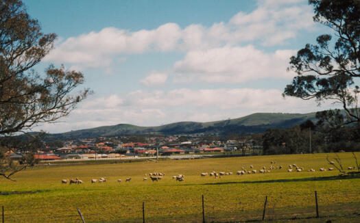 View from Mulligans Flat north west to houses at Amaroo. Sheep are in the paddock.