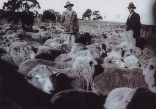 Oswald Dixon in centre with two men standing amid a flock of sheep at Lands End