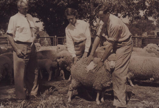 Nan Dixon (centre) and two men examining the wool on a sheep's back