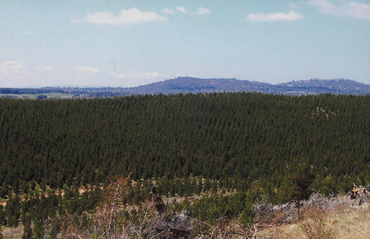Pine forests in foreground, Red Hill at rear