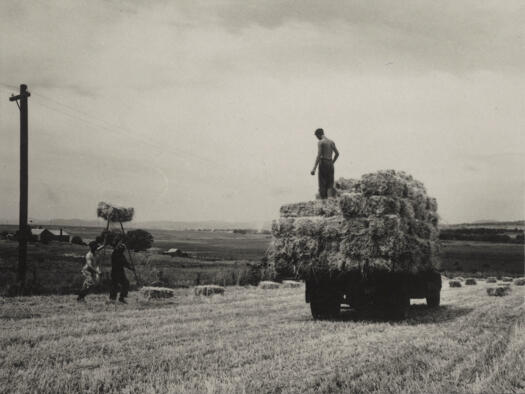 Harvesting along the Molonglo River flats in the Parliamentary Triangle c1950s. Two men are carrying a bale of hay towards a truck where another man is standing. Blundells Cottage is at left.