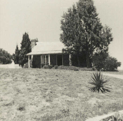 The first yucca in the garden at the front of Blundells Cottage, March 1967