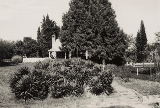 Yuccas in the front garden of Blundells Cottage in 1990