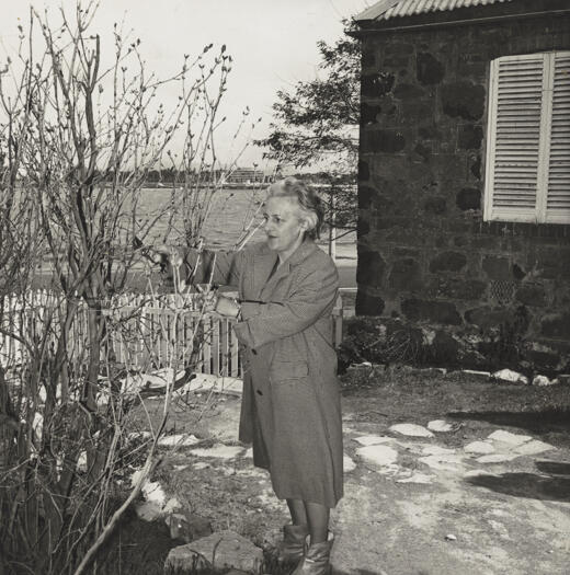 CDHS volunteer Mary S Griffiths pruning a lilac in the garden of Blundells Cottage