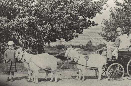 Campbell children in cart pulled by four goats.