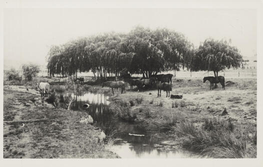 Possibly near Queanbeyan, Monaro. Horses beside unnamed creek