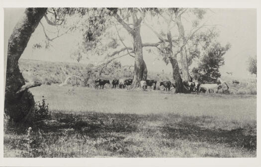 Cattle at Wattle Bay, Lake George.