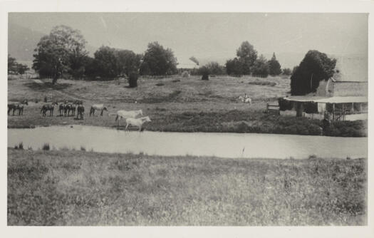 Cattle, dam and old barn