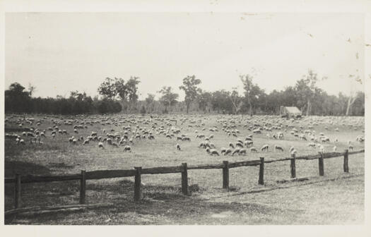 Shows sheep in a paddock. A small hut is towards the centre right.