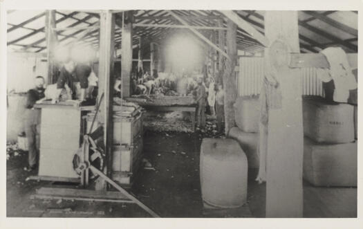 Interior of sheering shed. Shearers, wool press and bales.