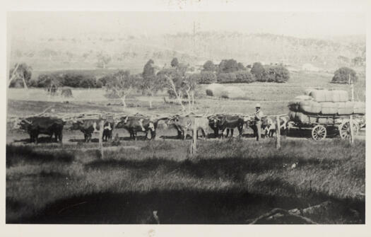 Bullock team pulling a cart loaded with wool bales.