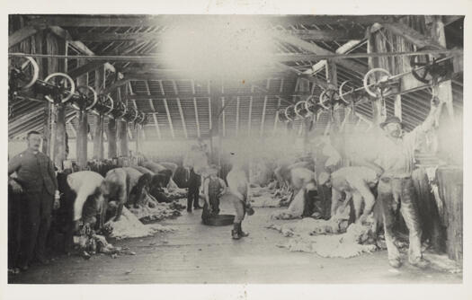 Shows a shed full of shearers hard at work shearing sheep.