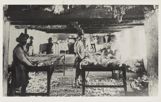 Men standing at two wool classing tables