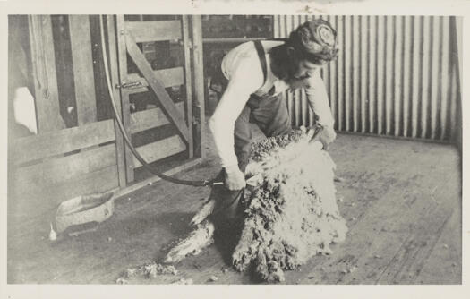 Shows a shearer using mechanical shears to 'open the neck' of a sheep.