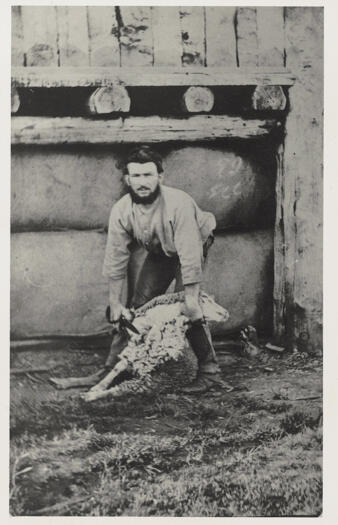 Man outside with a sheep and hand shears.